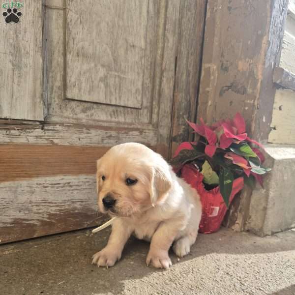 Haven, English Cream Golden Retriever Puppy