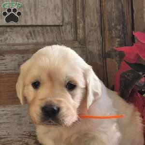 Harper, English Cream Golden Retriever Puppy