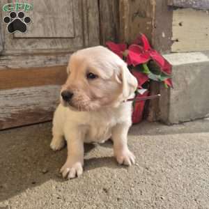 Hamilton, English Cream Golden Retriever Puppy