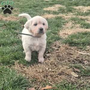 Hazel, English Cream Golden Retriever Puppy