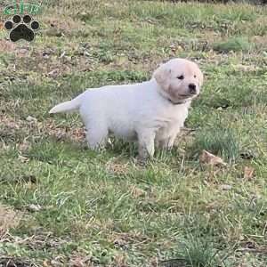 Holidae, English Cream Golden Retriever Puppy