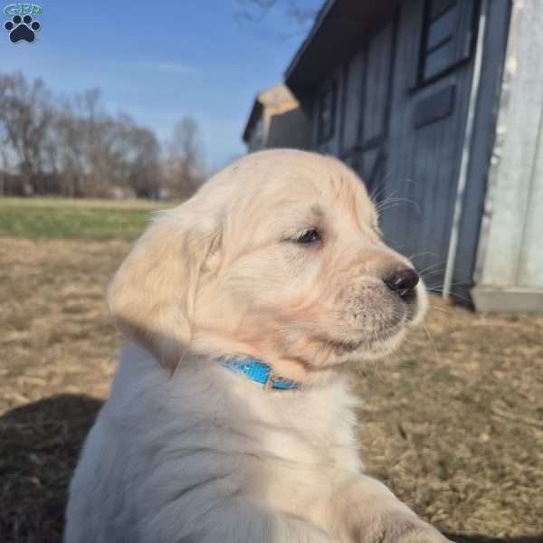 Hailey, English Cream Golden Retriever Puppy