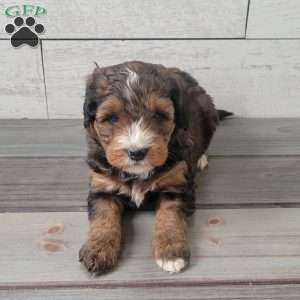 Molly, Mini Bernedoodle Puppy