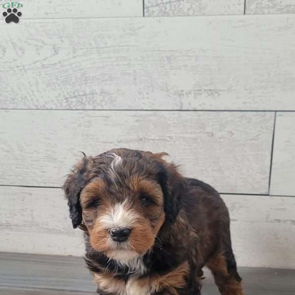 Molly, Mini Bernedoodle Puppy