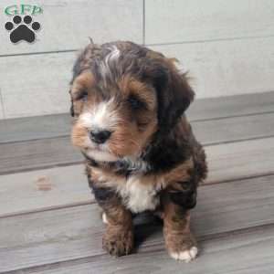 Molly, Mini Bernedoodle Puppy