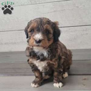 Sadie, Mini Bernedoodle Puppy