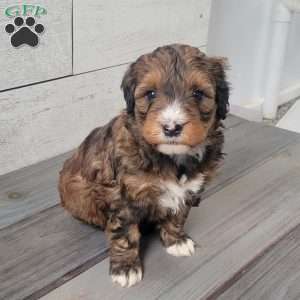 Sadie, Mini Bernedoodle Puppy