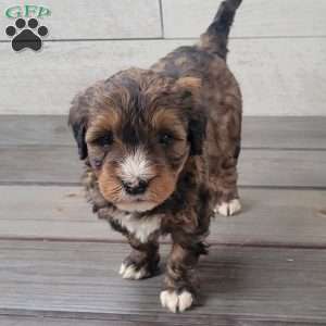 Sadie, Mini Bernedoodle Puppy