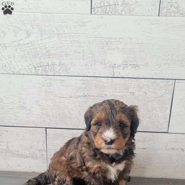 Sadie, Mini Bernedoodle Puppy