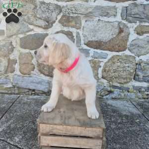 Holly, English Cream Golden Retriever Puppy