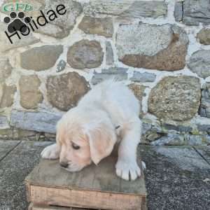 Holidae, English Cream Golden Retriever Puppy
