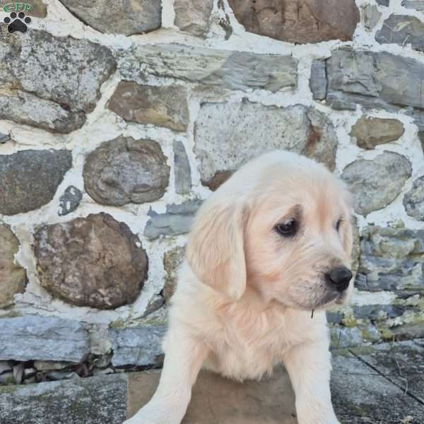 Holidae, English Cream Golden Retriever Puppy