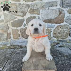 Harper, English Cream Golden Retriever Puppy