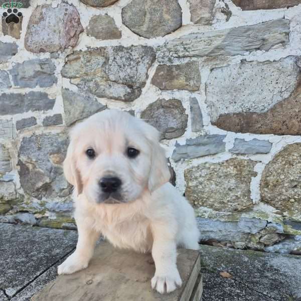 Harper, English Cream Golden Retriever Puppy