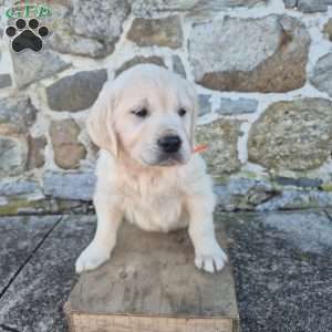 Harper, English Cream Golden Retriever Puppy