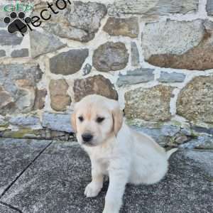 Hector, English Cream Golden Retriever Puppy