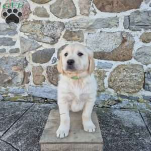 Hector, English Cream Golden Retriever Puppy
