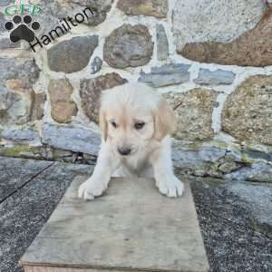 Hamilton, English Cream Golden Retriever Puppy