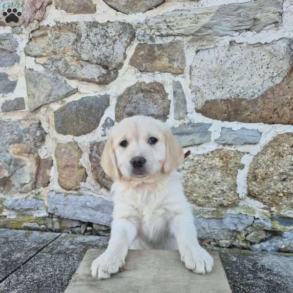 Hamilton, English Cream Golden Retriever Puppy