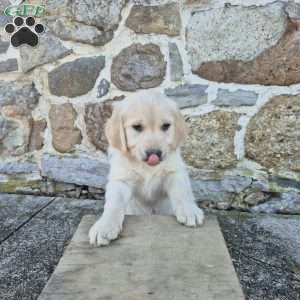 Hamilton, English Cream Golden Retriever Puppy