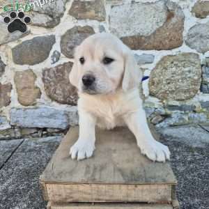 Humphrey, English Cream Golden Retriever Puppy