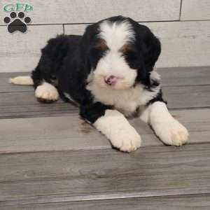 Penny, Mini Bernedoodle Puppy