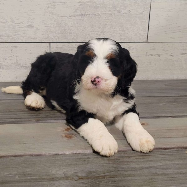 Penny, Mini Bernedoodle Puppy