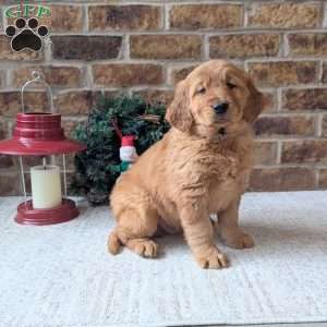 Alex, Golden Retriever Puppy