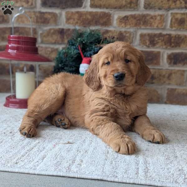 Alex, Golden Retriever Puppy