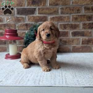 Annie, Golden Retriever Puppy