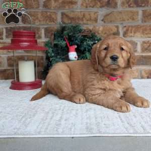 Annie, Golden Retriever Puppy
