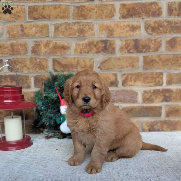 Annie, Golden Retriever Puppy