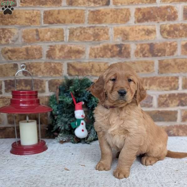 Adam, Golden Retriever Puppy