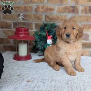 Adam, Golden Retriever Puppy