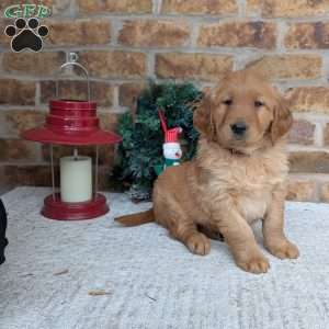 Adam, Golden Retriever Puppy