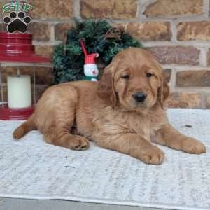 Adam, Golden Retriever Puppy