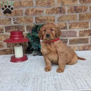 Angel, Golden Retriever Puppy
