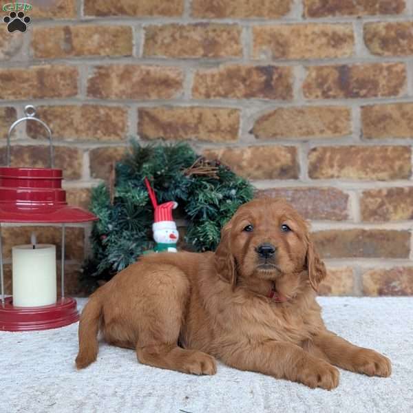 Angel, Golden Retriever Puppy