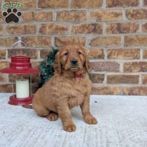 Angel, Golden Retriever Puppy