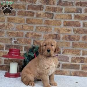 Abby, Golden Retriever Puppy