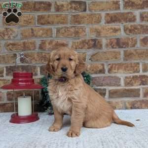 Abby, Golden Retriever Puppy