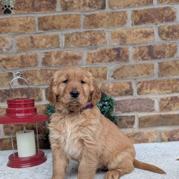 Abby, Golden Retriever Puppy