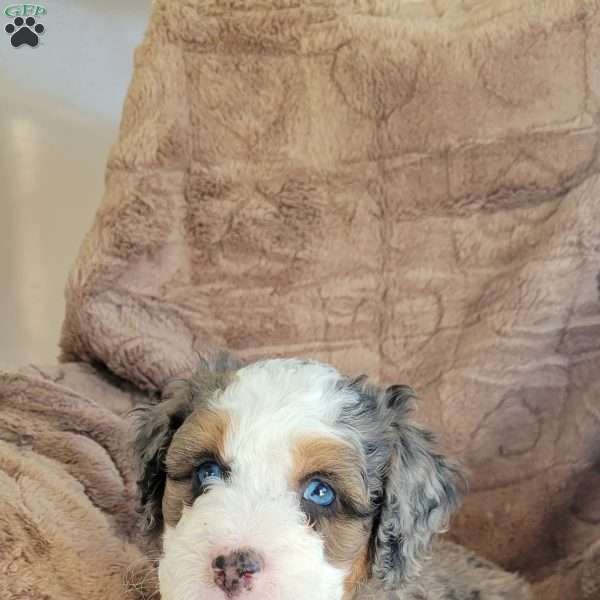 Buddy, Mini Bernedoodle Puppy