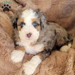 Buddy, Mini Bernedoodle Puppy