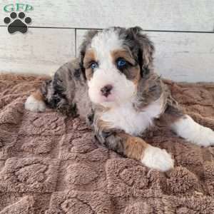 Buddy, Mini Bernedoodle Puppy