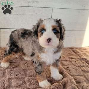 Buddy, Mini Bernedoodle Puppy