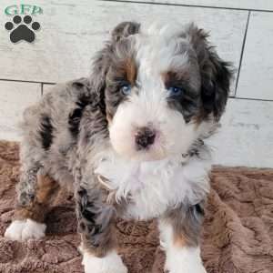 Kobe, Mini Bernedoodle Puppy