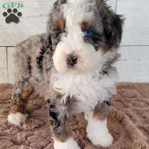 Kobe, Mini Bernedoodle Puppy