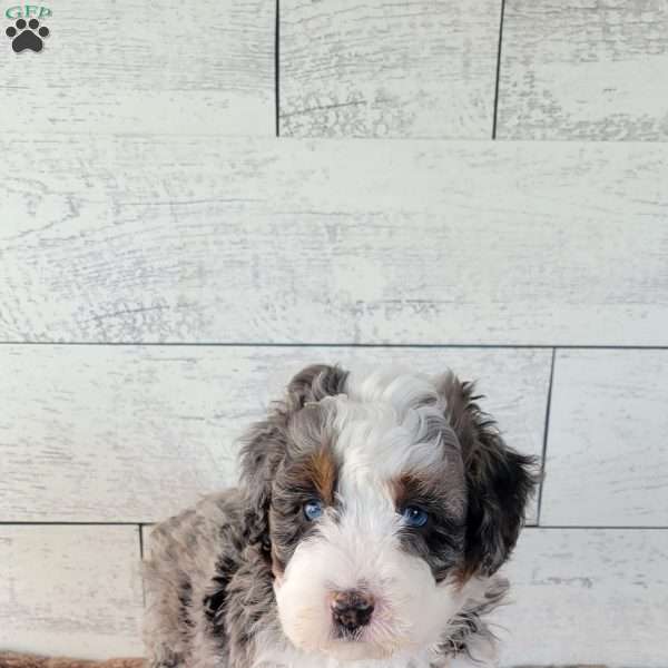 Kobe, Mini Bernedoodle Puppy