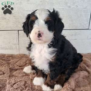 Tucker, Mini Bernedoodle Puppy
